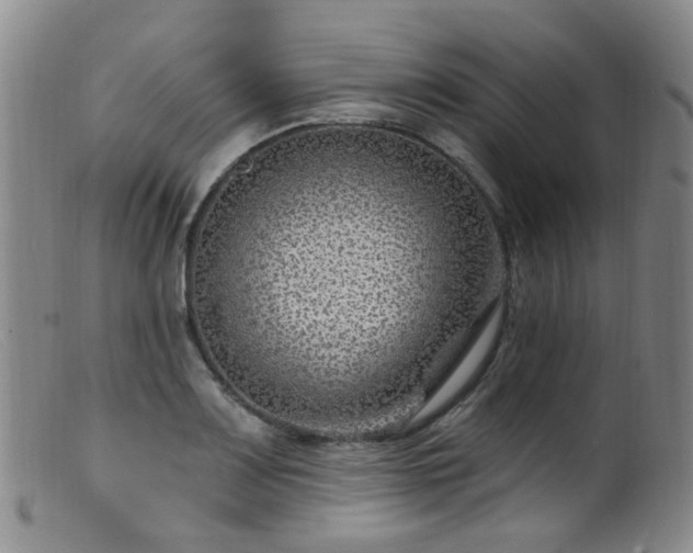 X0000099481083200805161129