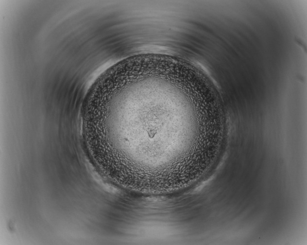 X0000099481125200805161128