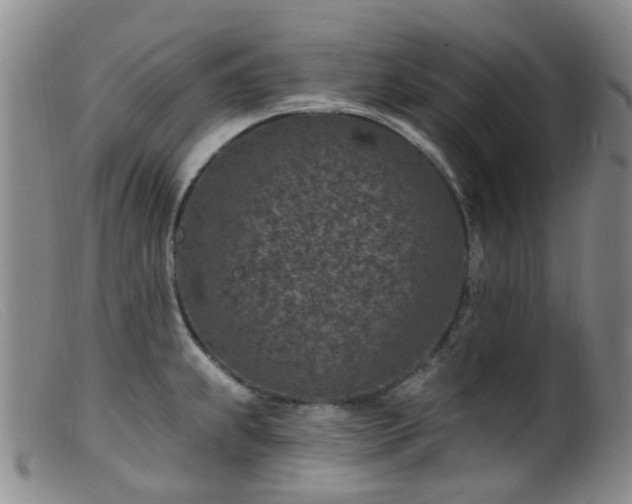 X0000099481239200805161127