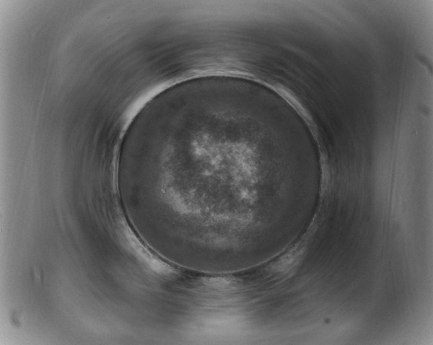 X0000099481246200805161127