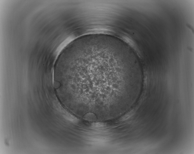X0000099481275200805161126