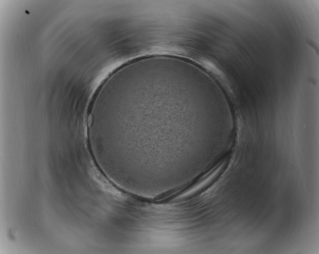 X0000099481280200805161126