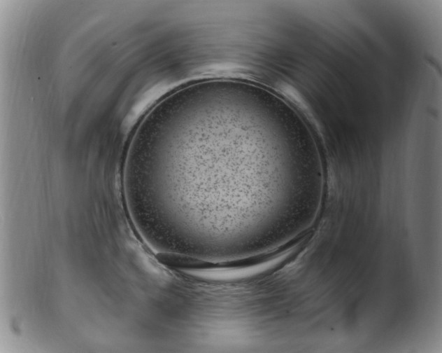 X0000099481336200805161126