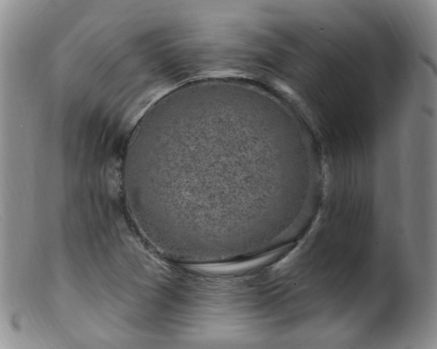 X0000099481361200805161125