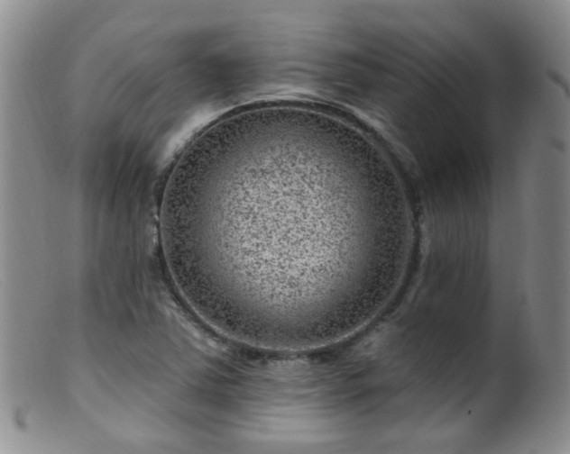 X0000099481363200805161125