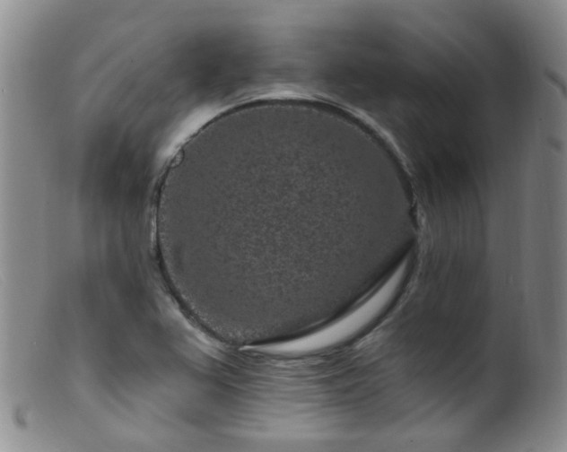 X0000099481367200805161125