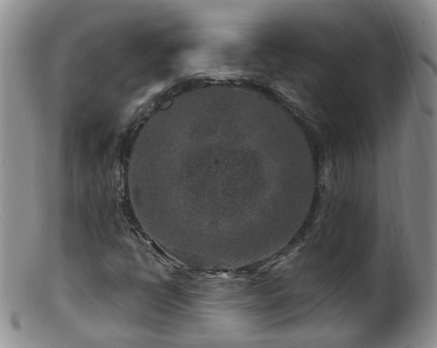 X0000099481398200805161123