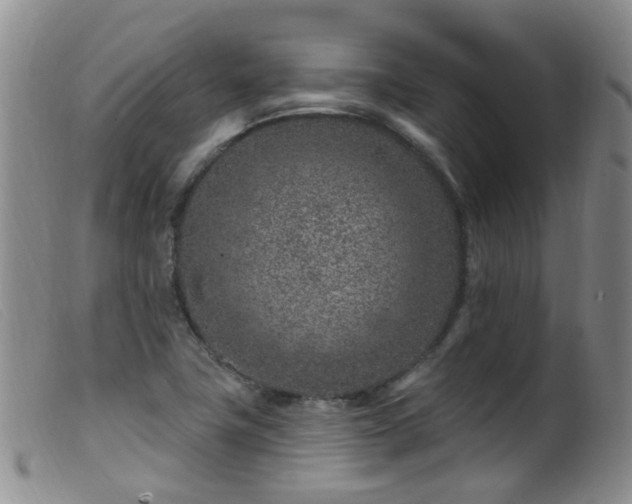 X0000099481411200805161124