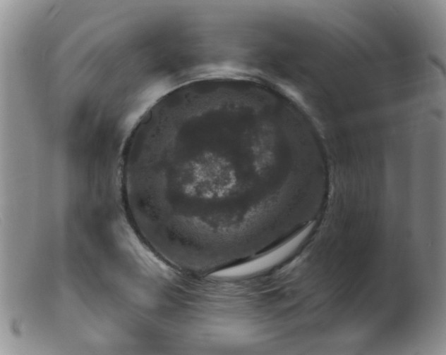 X0000099481463200805161123