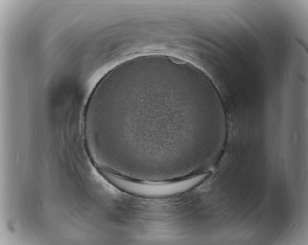 X0000099481527200805161122