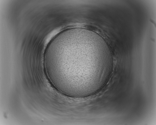 X0000099480006200805231906