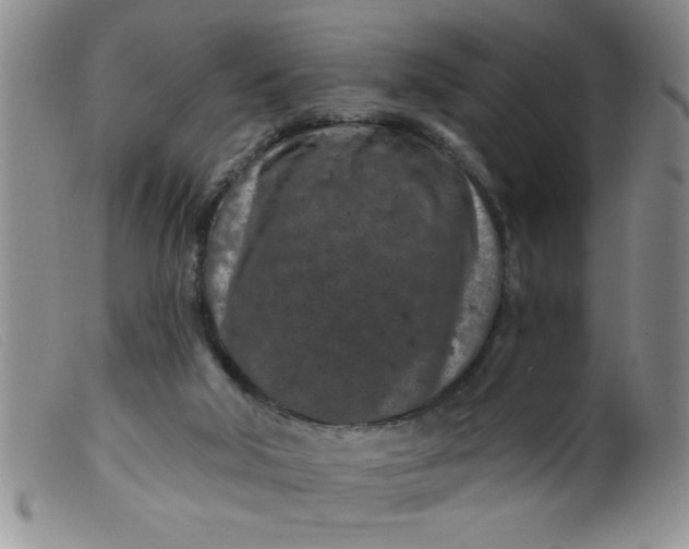 X0000099480018200805231906