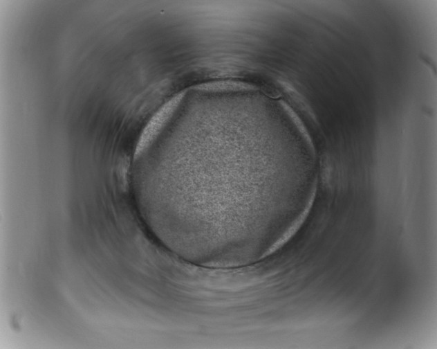 X0000099480026200805231906