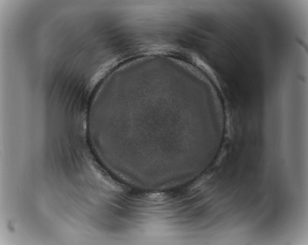 X0000099480059200805231905