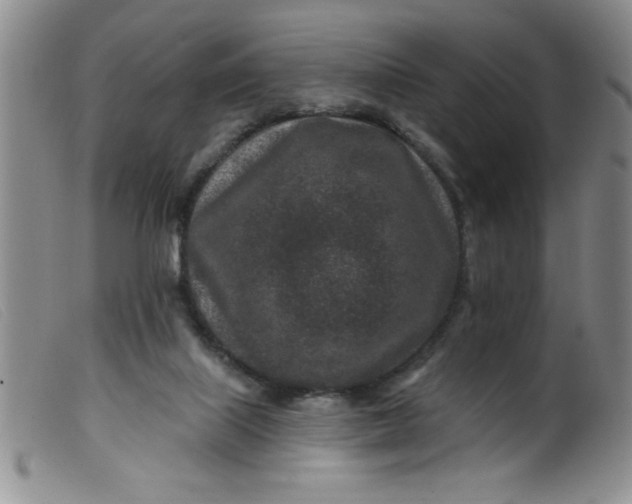 X0000099480067200805231905