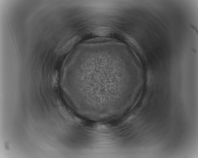 X0000099480073200805231905