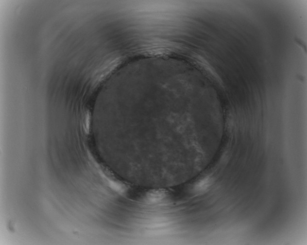 X0000099480076200805231905