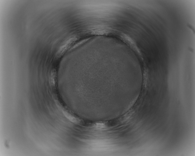 X0000099480114200805231904