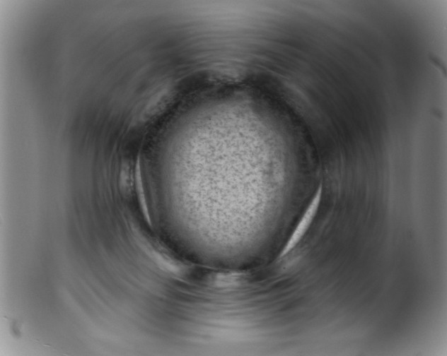 X0000099480134200805231904