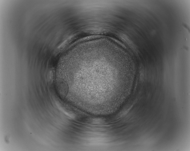 X0000099480165200805231904