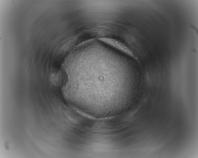 X0000099480177200805231904