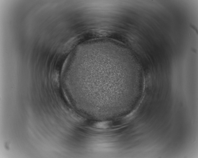 X0000099480178200805231904