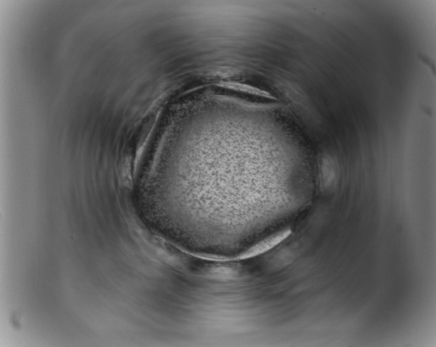 X0000099480236200805231903