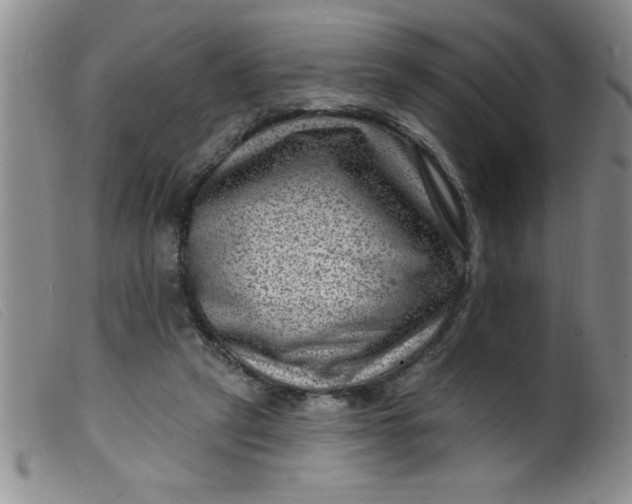 X0000099480257200805231902