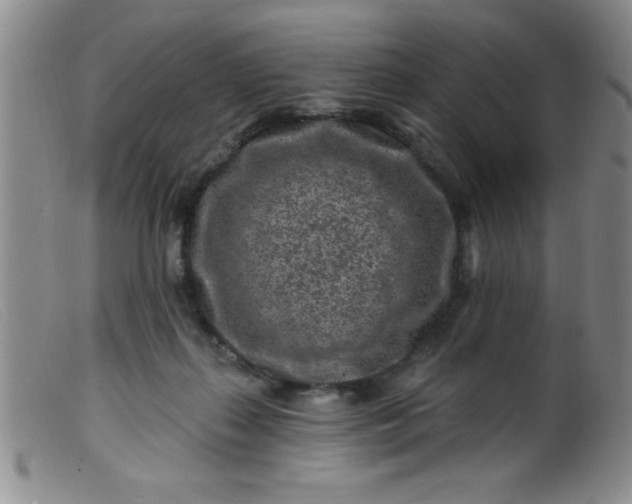 X0000099480267200805231902