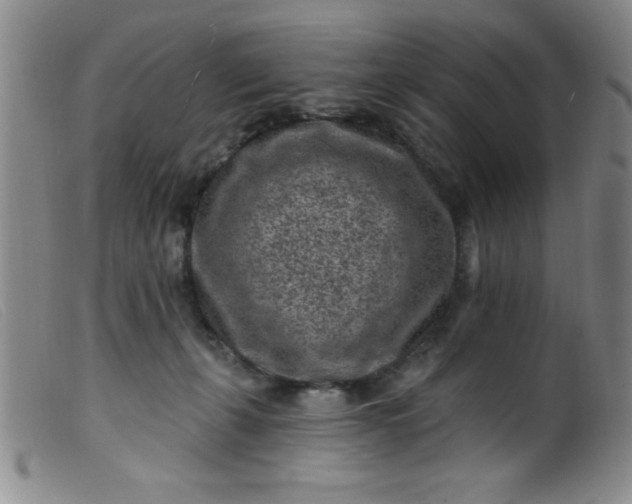 X0000099480271200805231902