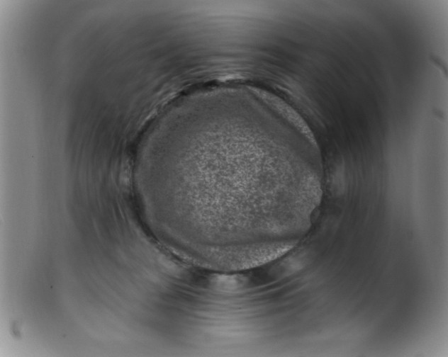 X0000099480277200805231902