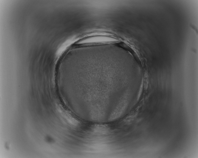 X0000099480296200805231902