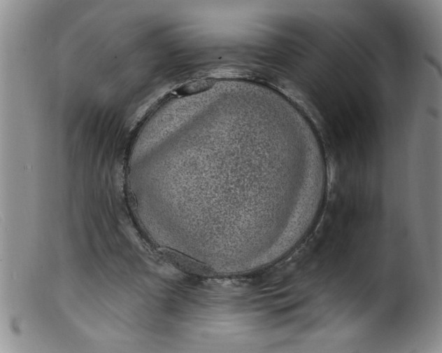 X0000099480297200805231902