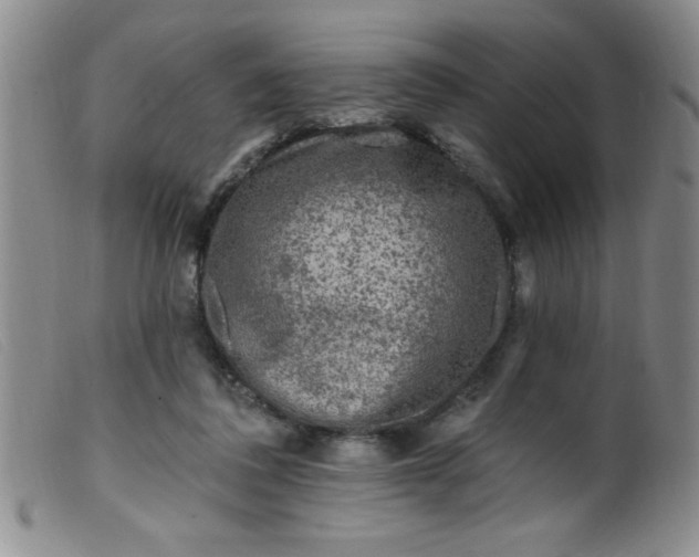 X0000099480308200805231901