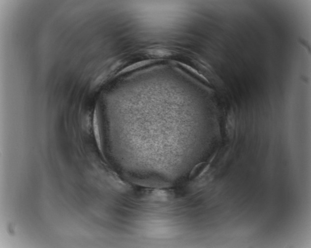 X0000099480330200805231901