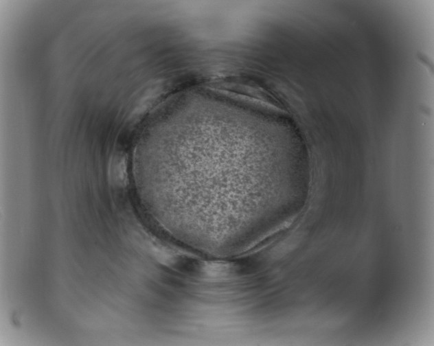 X0000099480336200805231901