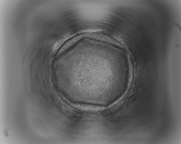 X0000099480337200805231900