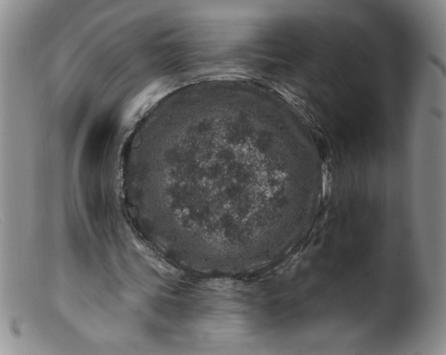 X0000099480339200805231900