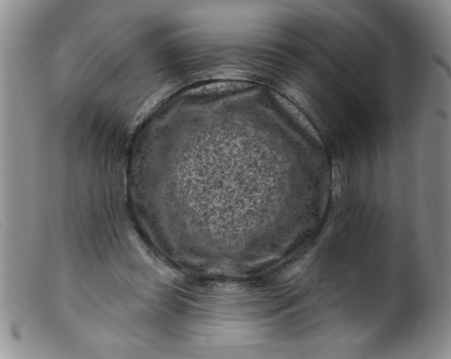 X0000099480349200805231901