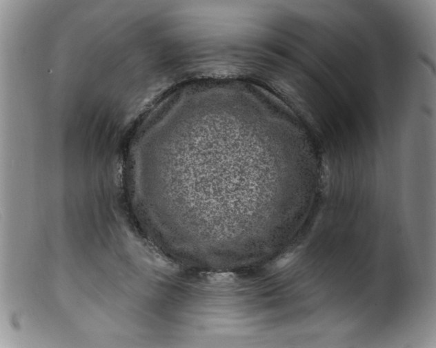 X0000099480355200805231901