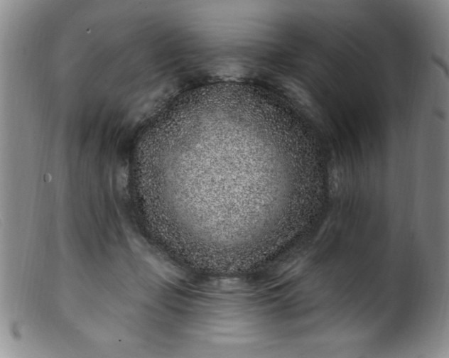 X0000099480365200805231901