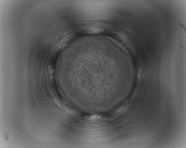 X0000099480366200805231901