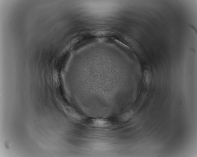 X0000099480380200805231901