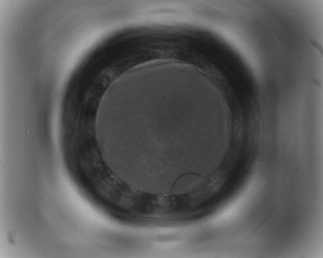 X0000099480383200805231901