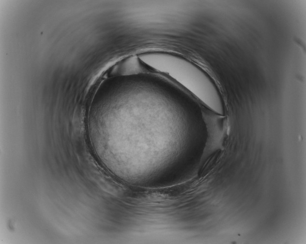 X0000099480387200805231900