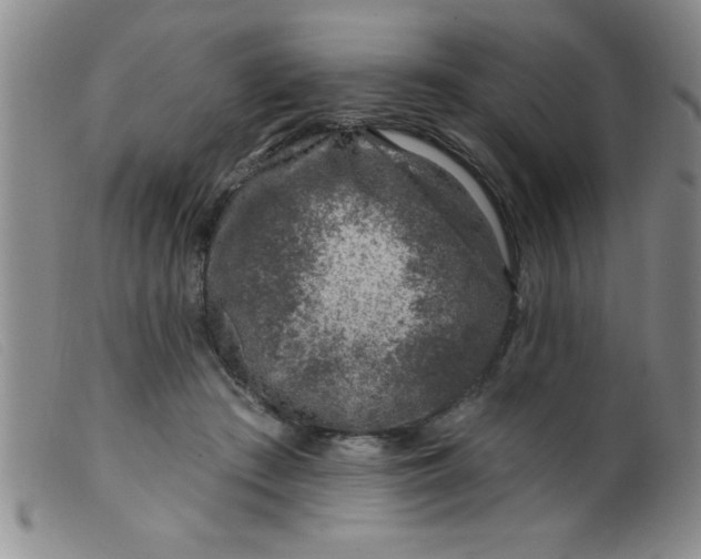 X0000099480409200805231900