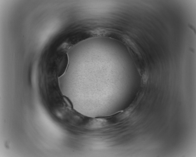 X0000099480429200805231900