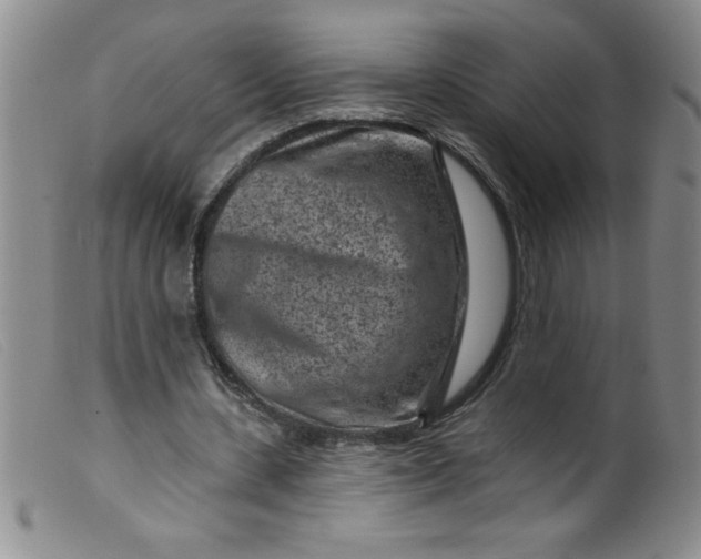 X0000099480531200805231858