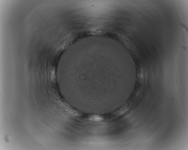 X0000099480610200805231857