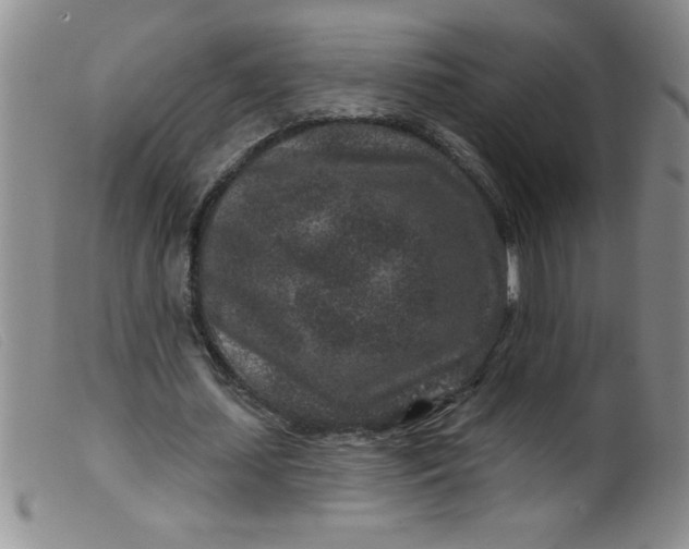X0000099480627200805231856